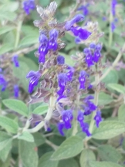 Salvia
