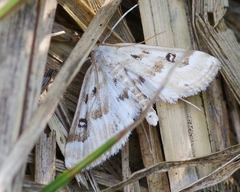 Parapoynx stratiotata