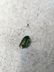 Anomala albopilosa albopilosa