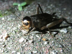 Teleogryllus emma