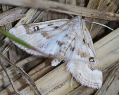 Parapoynx stratiotata