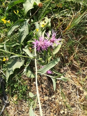 Centaurea jacea
