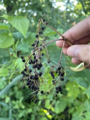 Sambucus canadensis
