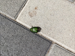 Anomala albopilosa albopilosa