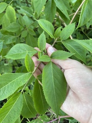 Sambucus canadensis
