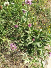 Centaurea jacea