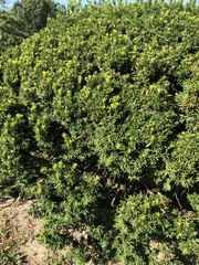 Taxus baccata