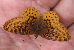 Boloria bellona