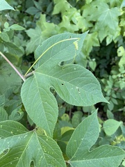 Passiflora incarnata