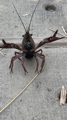 Procambarus clarkii