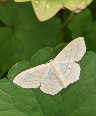 Scopula inductata