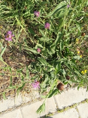 Centaurea jacea