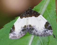 Mesoleuca albicillata