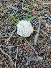 Didymium mucilago