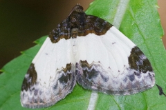 Mesoleuca albicillata