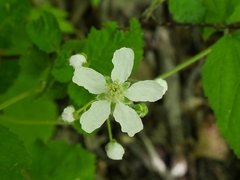Rubus