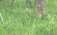 Vanellus indicus