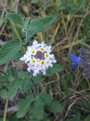 Lantana