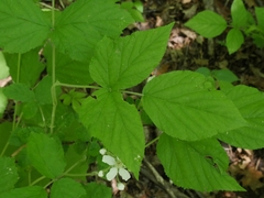 Rubus