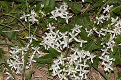 Clematis chinensis tatushanensis