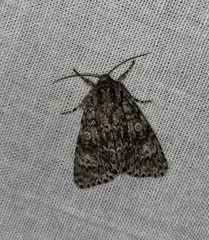 Acronicta megacephala