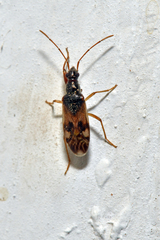 Pseudopamera nitidula