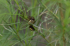 Leptinotarsa lineolata