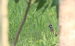 Vanellus indicus