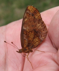Boloria bellona