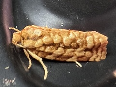 Choristoneura houstonana