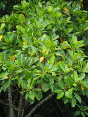 Ficus septica