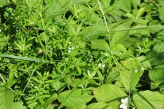 Galium rivale