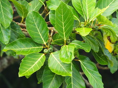 Ficus septica