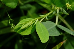 Lathyrus tuberosus
