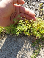 Leucospora multifida