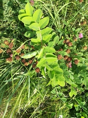 Astragalus glycyphyllos