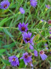 Symphyotrichum laeve