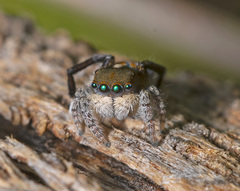 Maratus clupeatus