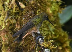 Boissonneaua flavescens