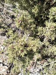 Juniperus phoenicea
