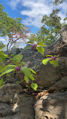 Callicarpa americana