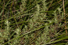 Artemisia lancea