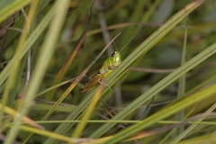 Pseudochorthippus montanus