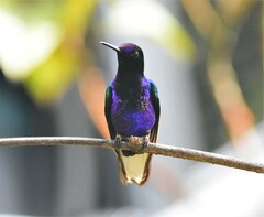 Boissonneaua jardini