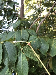 Aesculus