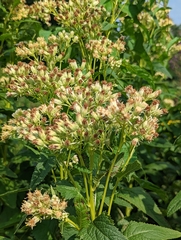 Hasteola suaveolens