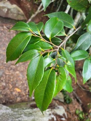 Castanopsis eyrei