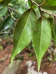 Castanopsis eyrei