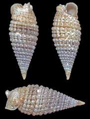 Monophorus lucidulus