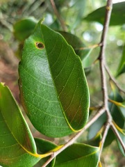 Castanopsis eyrei